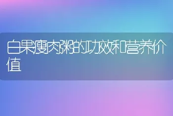 白果瘦肉粥的功效和营养价值