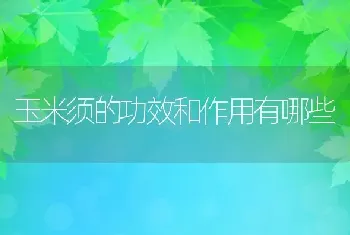 玉米须的功效和作用有哪些