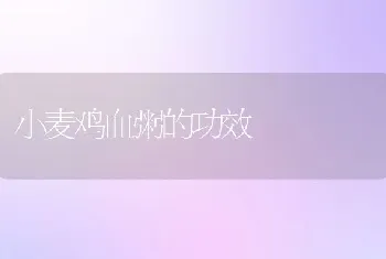 小麦鸡血粥的功效