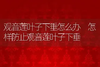 观音莲叶子下垂怎么办 怎样防止观音莲叶子下垂