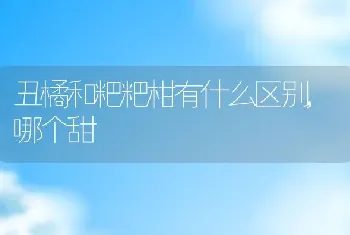 丑橘和粑粑柑有什么区别,哪个甜