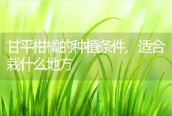 甘平柑橘的种植条件,适合栽什么地方