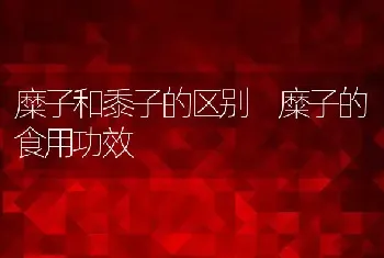 糜子和黍子的区别 糜子的食用功效