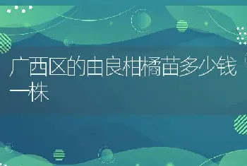 广西区的由良柑橘苗多少钱一株