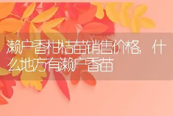 濑户香柑桔苗销售价格,什么地方有濑户香苗