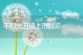 不知火丑橘上市时间