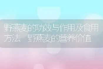 野燕麦的功效与作用及食用方法 野燕麦的营养价值