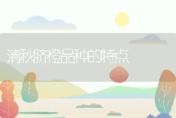 清秋脐橙品种的特点