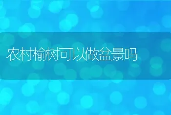 农村榆树可以做盆景吗