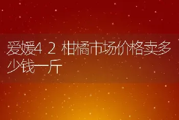 爱媛42柑橘市场价格卖多少钱一斤