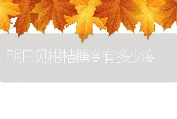 明日见柑桔糖度有多少度