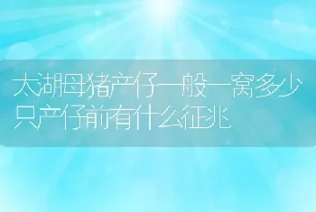 太湖母猪产仔一般一窝多少只产仔前有什么征兆