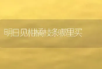 明日见柑橘枝条哪里买