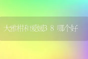 大雅柑和爱媛38哪个好