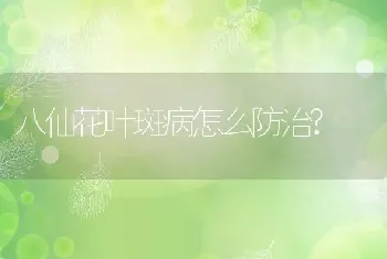 八仙花叶斑病怎么防治?