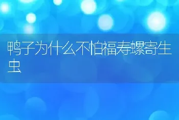 鸭子为什么不怕福寿螺寄生虫