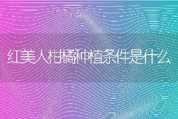 红美人柑橘种植条件是什么