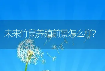 未来竹鼠养殖前景怎么样?