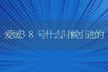 爱媛38号什么时候引进的