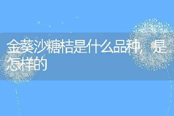 金葵沙糖桔是什么品种,是怎样的