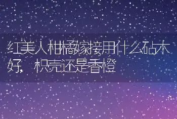 红美人柑橘嫁接用什么砧木好,枳壳还是香橙