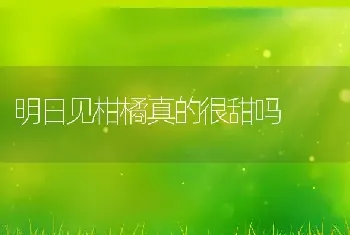 明日见柑橘真的很甜吗