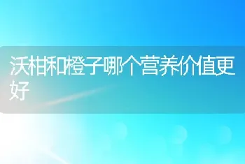 沃柑和橙子哪个营养价值更好