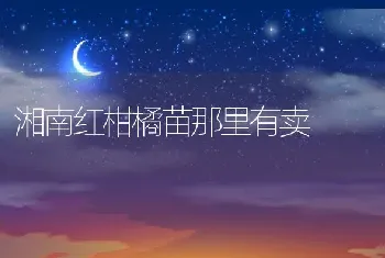 湘南红柑橘苗那里有卖