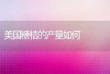 美国糖桔的产量如何