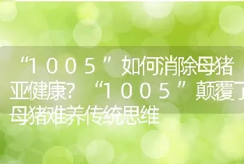 “1005”如何消除母猪亚健康？“1005”颠覆了母猪难养传统思维