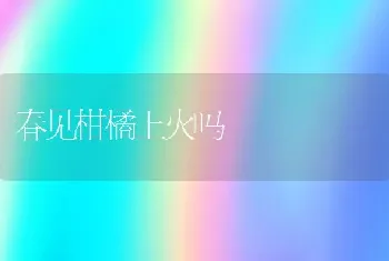 春见柑橘上火吗