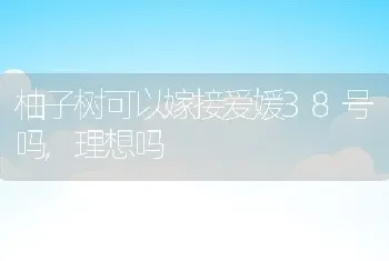 柚子树可以嫁接爱媛38号吗,理想吗