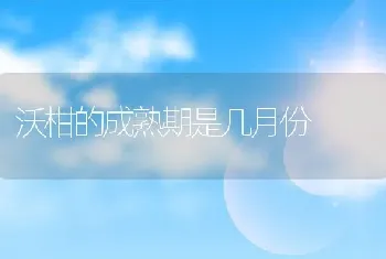 沃柑的成熟期是几月份