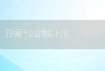 丑橘什么时候上市