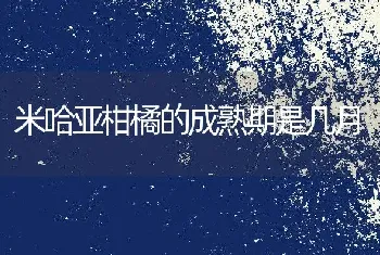 米哈亚柑橘的成熟期是几月