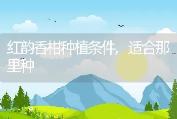 红韵香柑种植条件,适合那里种