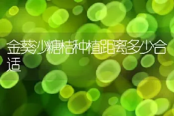 金葵沙糖桔种植距离多少合适