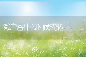 濑户香什么时候成熟