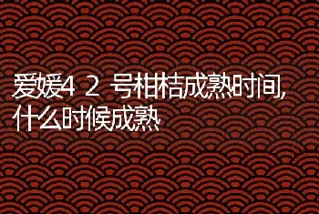 爱媛42号柑桔成熟时间,什么时候成熟