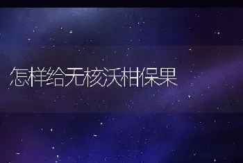 怎样给无核沃柑保果