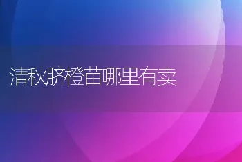 清秋脐橙苗哪里有卖