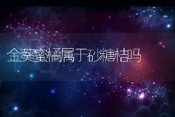 金葵蜜橘属于砂糖桔吗