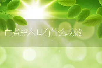 白煮黑木耳有什么功效