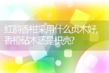 红韵香柑采用什么贞木好,香橙砧木还是枳壳?