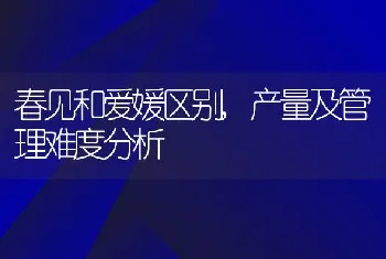 春见和爱媛区别,产量及管理难度分析