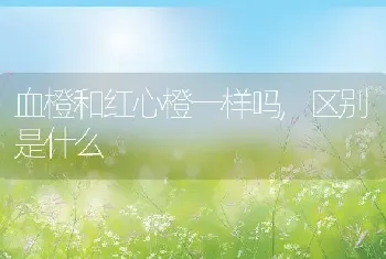 血橙和红心橙一样吗,区别是什么