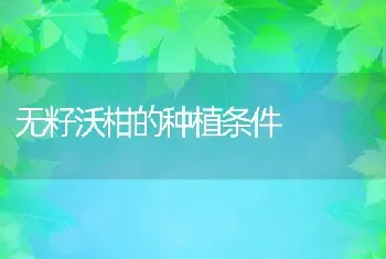 无籽沃柑的种植条件