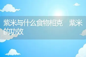 紫米与什么食物相克 紫米的功效