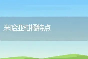 米哈亚柑橘特点