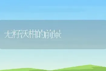 无籽沃柑的前景